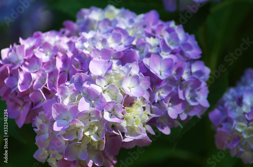 Pink hydrangea flowers close up