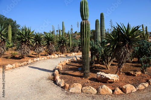 Ses Salines, Majorca / Spain - August 22, 2016: Cactus garden at island Majorca, Botanicactus garden, Jardi­n Botanico, Ses Salines, Mallorca, Balearic Islands, Spain. photo