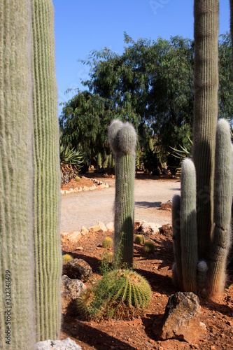 Ses Salines, Majorca / Spain - August 22, 2016: Cactus garden at island Majorca, Botanicactus garden, Jardi­n Botanico, Ses Salines, Mallorca, Balearic Islands, Spain. photo