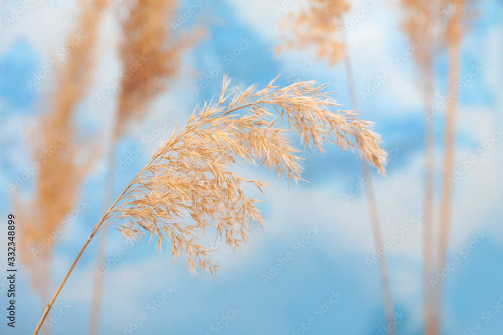 Cattail and reed plant with sky in the background. Wild grass in nature. - obrazy, fototapety, plakaty 