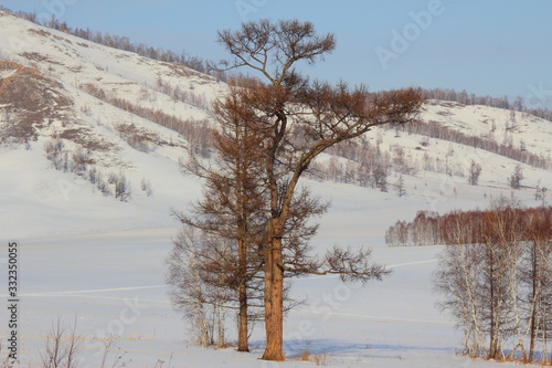 Three trees on a snowy field