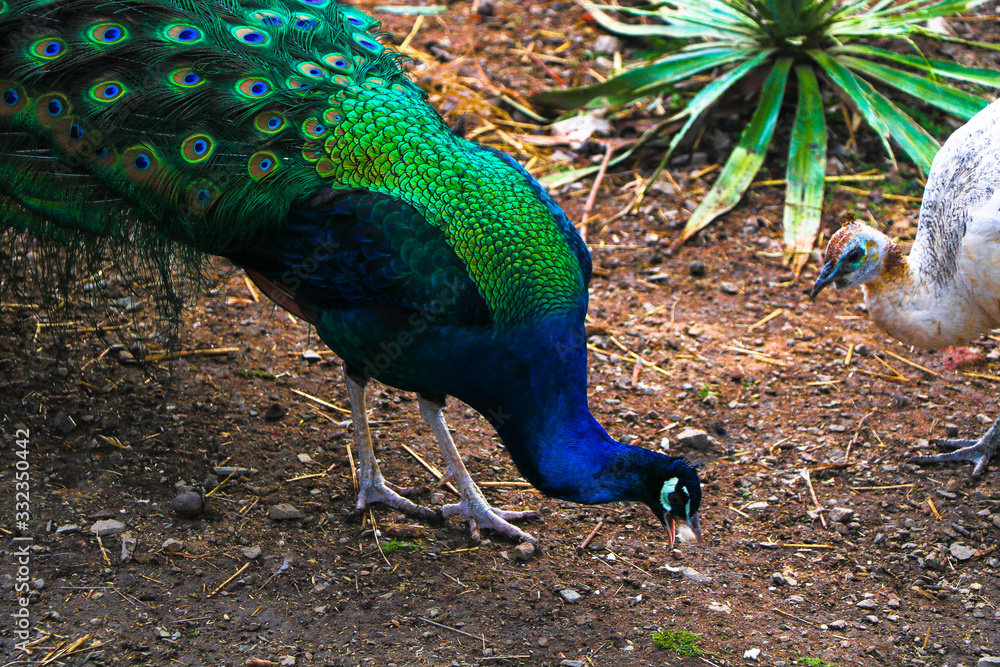 Obraz premium peacock in a park