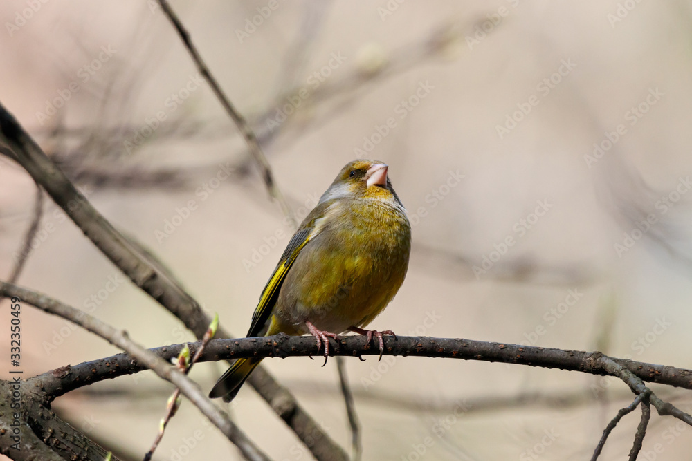 Fototapeta premium European greenfinch chloris chloris sitting on branch of tree. Cute green songbird in wildlife.