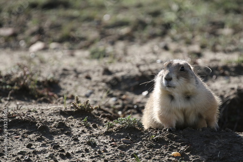 Wallpaper Mural wild prairie dog in theodor roosevelt national park, south dakota Torontodigital.ca