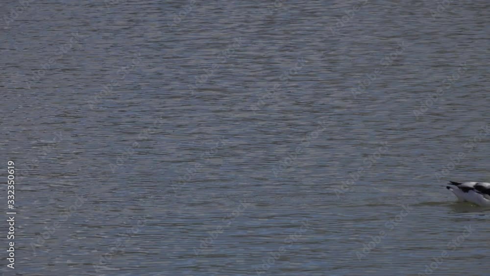 Common Shelduck (Tadorna tadorna) female. Shelduck swimming in the water Common Shelduck (Tadorna tadorna) female. Shelduck swimming in the water
