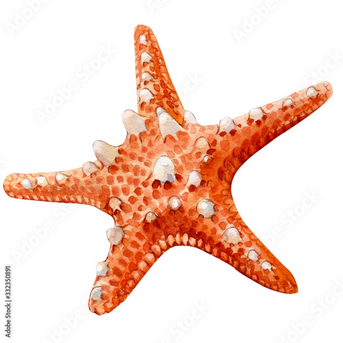 starfish on an isolated white background, watercolor illustration