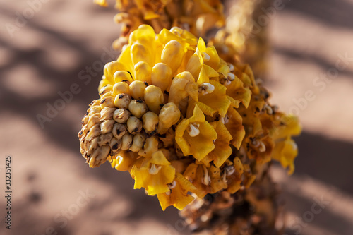 Yellow desert hyacinth (Cistanche tubulosa) in the Sahara desert of Morocco. photo