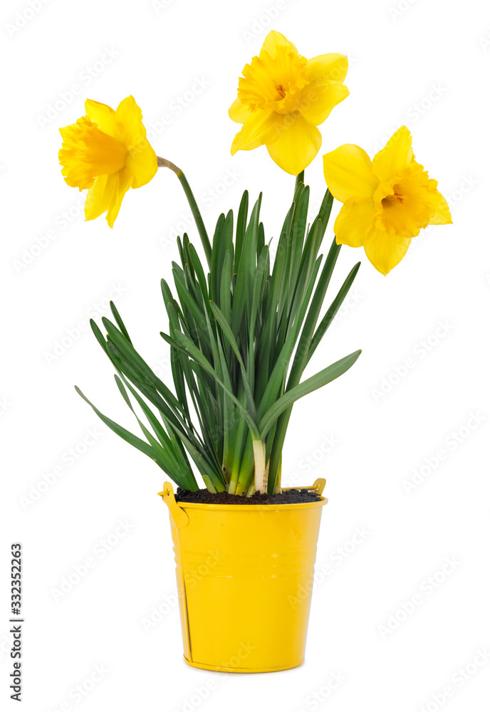 Beautiful yellow daffodil seedling in bucket, on isolated background Beautiful yellow daffodil seedling in bucket, on isolated background