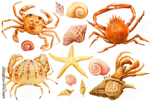 Watercolor set of seashells, crab on an isolated white background, hand drawing, summer sea clipart