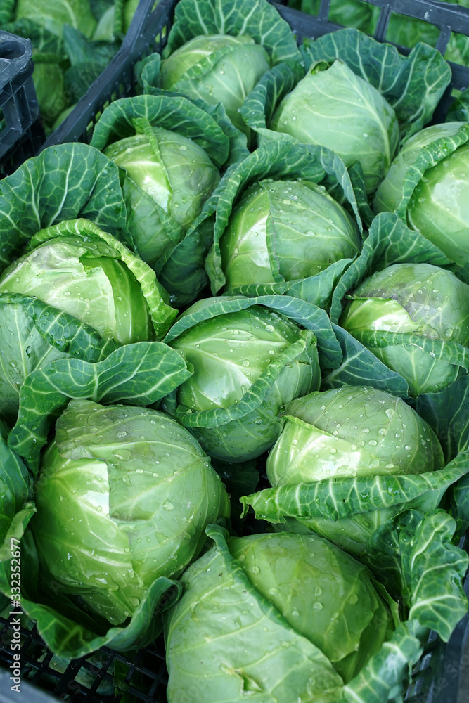 Fototapeta premium harvest of young cabbage with dew on the farmers market