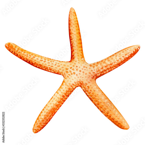 starfish on an isolated white background, watercolor illustration