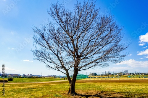 多摩川河川敷、原っぱの一本木