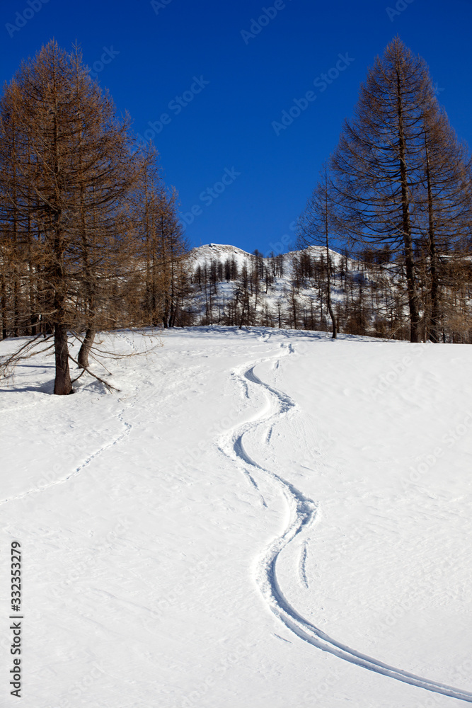 Obraz premium Devero Park ( Verbano-Cusio-Ossola ), Italy - January 15, 2017: Ski trace in Alpe Devero Park, Ossola Valley, VCO, Piedmont, Italy