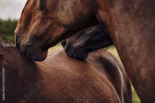 Horse Love And Tenderness. Close up
