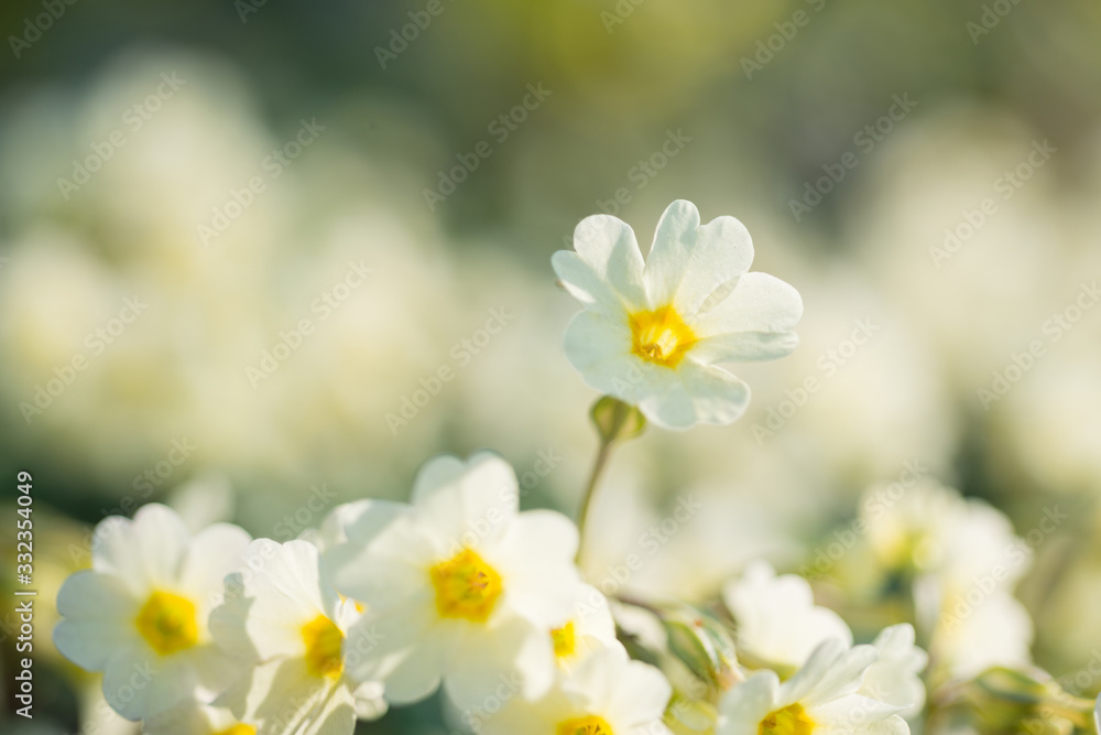Spring white primrose flower grows in the forest, close-up Spring white primrose flower grows in the forest, close-up