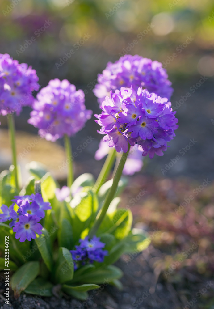 Obraz premium Primula denticulata flowers bloom in the spring in the garden