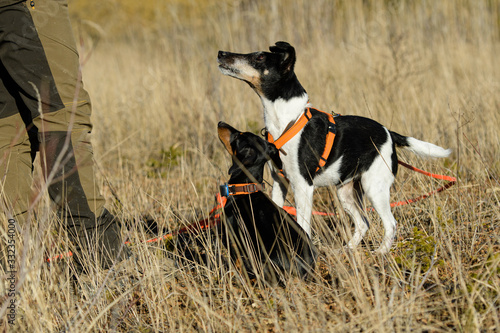 Fotografie Teckel und Parson Russell Terrier