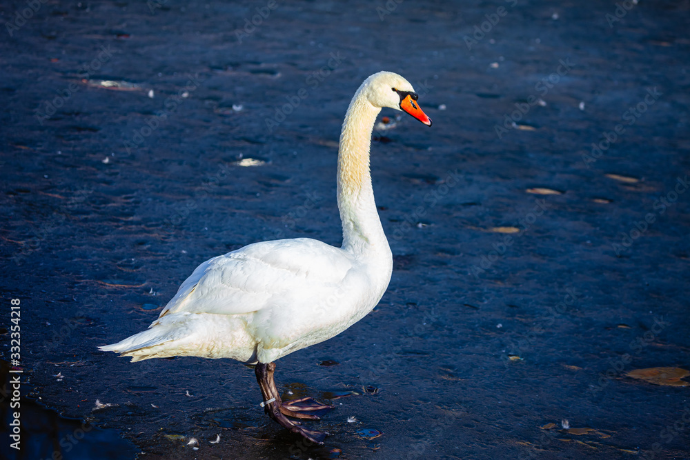 swan on the lake swan on the lake