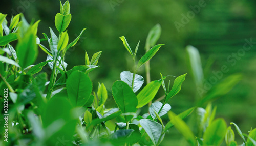 Green tea trees in spring