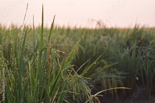 Fototapeta Naklejka Na Ścianę i Meble -  grass in the wind
