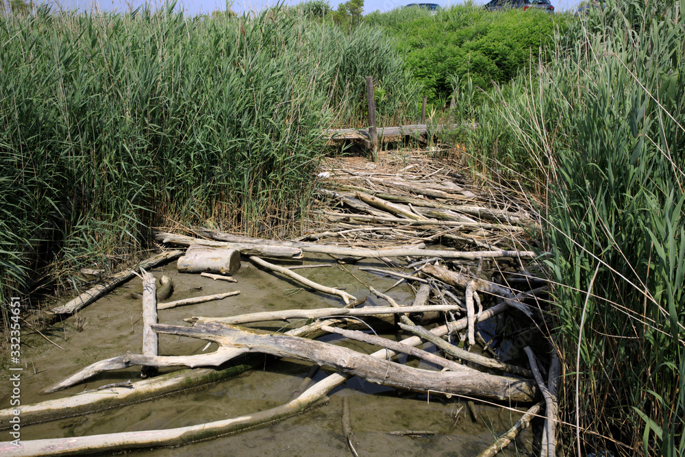 Po river (FE), Italy - April 30, 2017: Trunks near Po river, Delta Regional Park, Emilia Romagna, Italy Po river (FE), Italy - April 30, 2017: Trunks near Po river, Delta Regional Park, Emilia Romagna, Italy