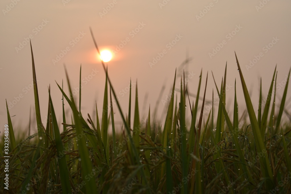 grass and sunset