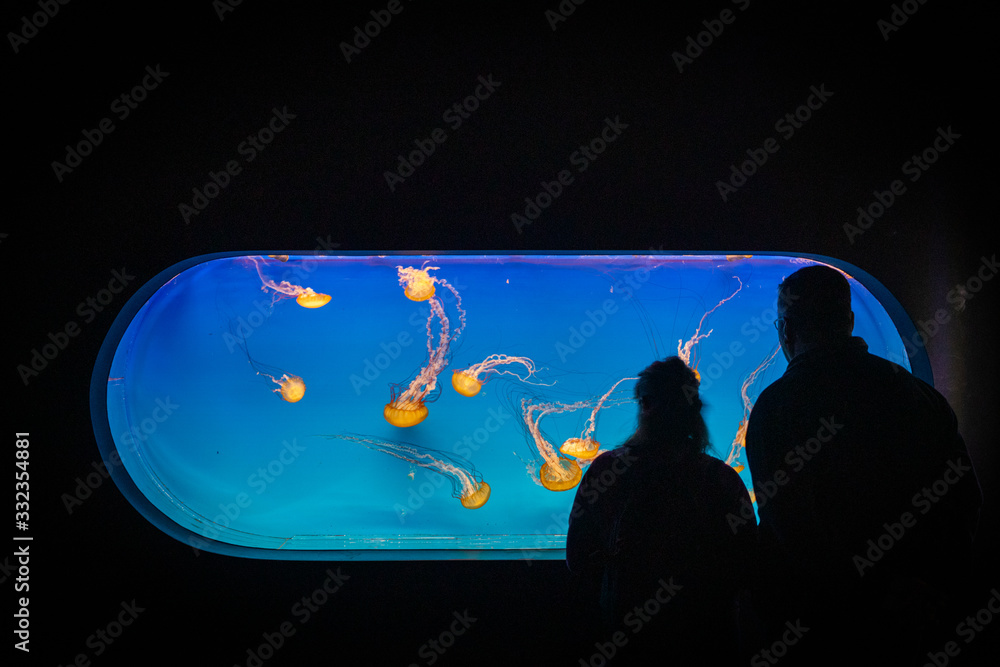 Floating jellyfish in an aquarium with breathtaking colors