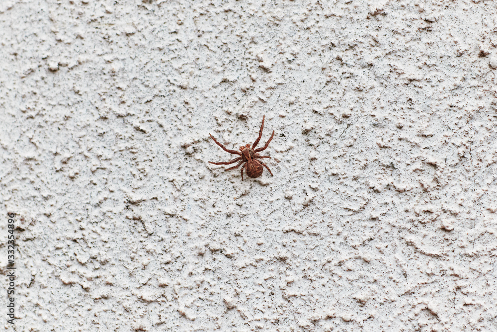 spider crawls on the wall concrete. texture. background. spider crawls on the wall concrete. texture. background.