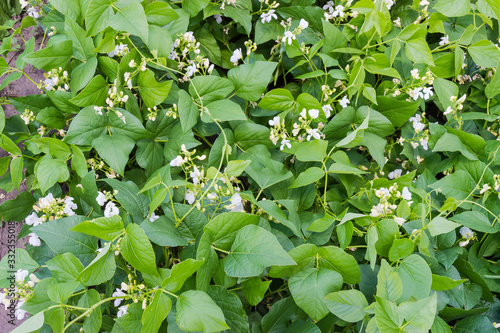 Tableau sur toile Background of flowering kidney bean plants on a plantation