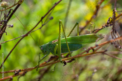 locust close-up on dry branch. big green grasshopper. single insect.