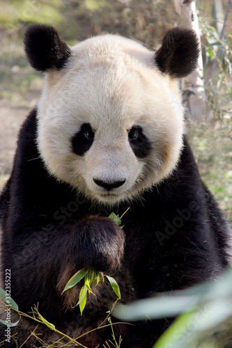 Große Panda (Ailuropoda melanoleuca) oder Riesenpanda, Pandabär