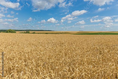 Field of ripe wheat against the sky in summer day
