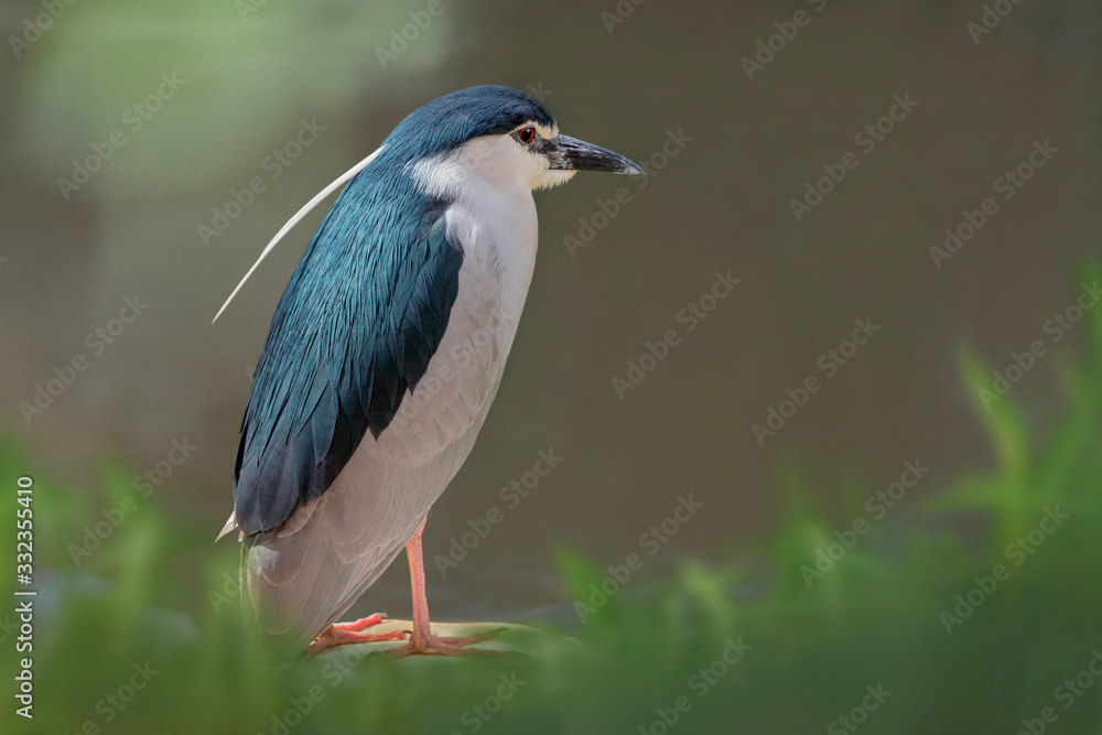 Nachtreiher (Nycticorax nycticorax) steht am Wasserrand Nachtreiher (Nycticorax nycticorax) steht am Wasserrand