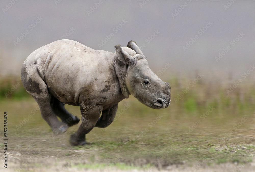 Breitmaulnashorn (Ceratotherium simum) Jungtier läuft, schnell, Seitenansicht