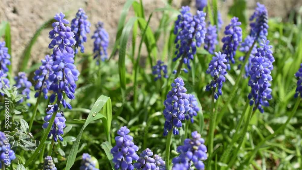 Flower of grape hyacinth (Muscari neglectum) swinging in the wind in the garden Flower of grape hyacinth (Muscari neglectum) swinging in the wind in the garden