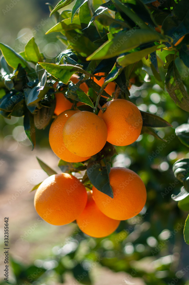 a few ripe oranges on a branch
