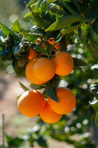 a few ripe oranges on a branch