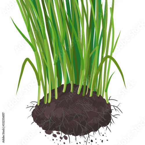 Bunch of wheat with roots. Root development on cereal plants. Agricultural field. Growing young sprouts plant shoots. Grain crops spring soil. Vector hand-drawn.