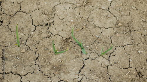 Very drought dry field land leaves garlic Allium cepa drying up the soil cracked, climate change, environmental disaster earth cracks, death plants, soil degradation, desertification, agricultural