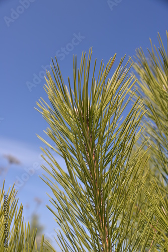 young green branches of spruce grow in spring against the blue sky