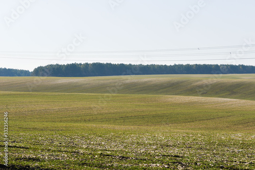 early spring  winter crops are springing up on the field  the soil is still visible tracks from cultivation by a tractor