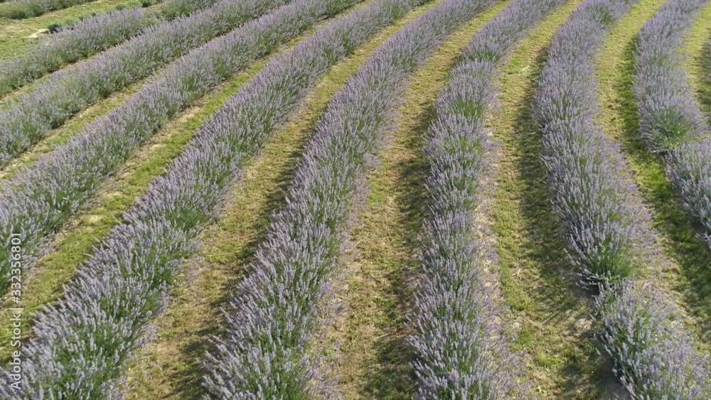 beautiful lavender flowers from above in koroshegy beautiful lavender flowers from above in koroshegy