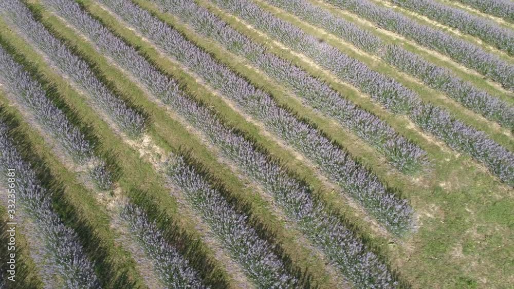 beautiful lavender flowers from above in koroshegy beautiful lavender flowers from above in koroshegy