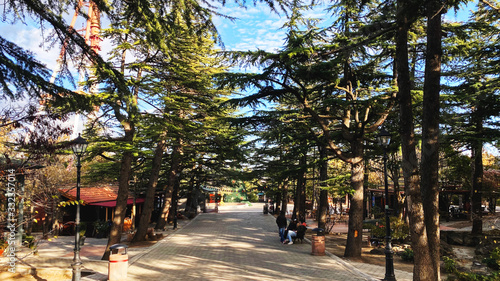 Pine trees in Mtatsminda Park or Bombora Park on Mtatsminda mountain. 