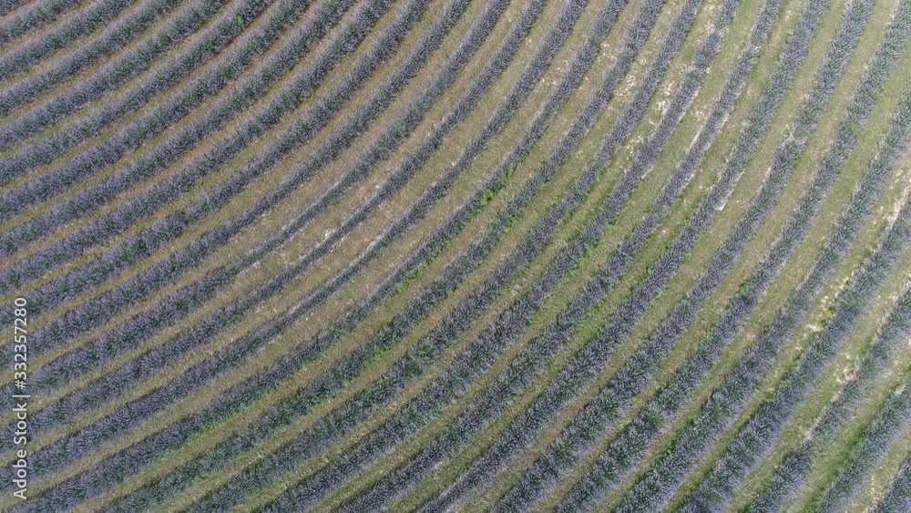 beautiful lavender flowers from above in koroshegy