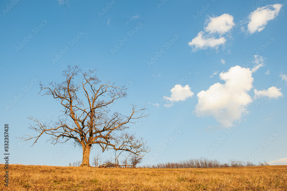 tree in the field, golden hour