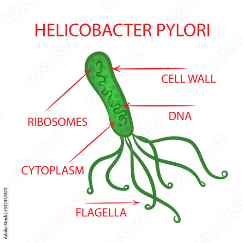 HELICOBACTER BACTERIA Medicine Education Diagram Vector Scheme Human Illness Vector Illustration Set