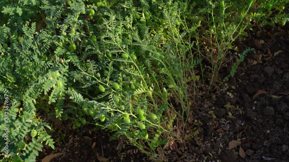 Close up view of green chickpea field in India Close up view of green chickpea field in India
