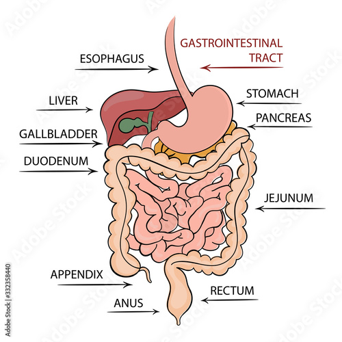 PANCREAS GASTROINTESTINAL TRACT Medicine Education Diagram Vector Scheme Human Vector Illustration Set