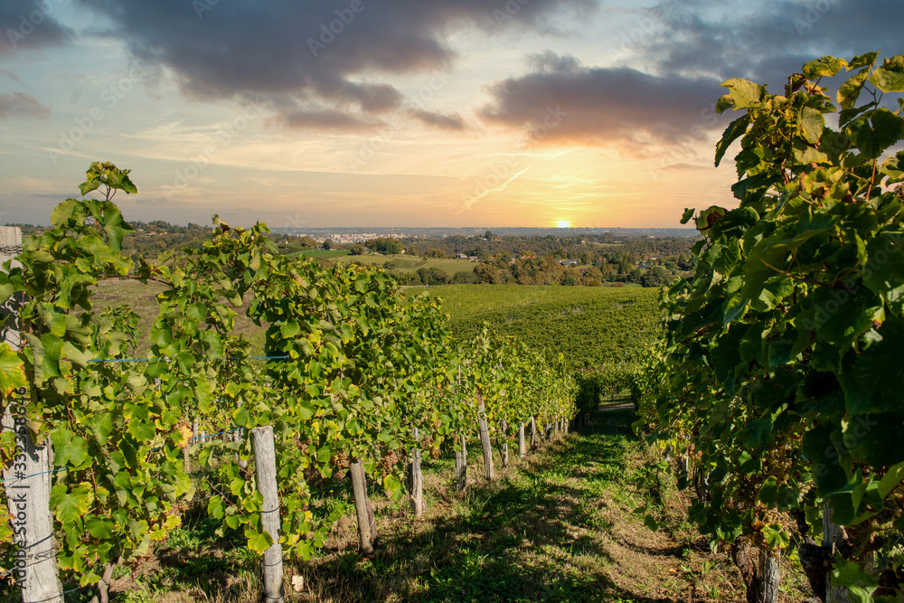 Naklejka premium Vineyard of the Jurancon wine in the French Pyrenees